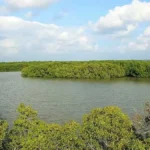 Muthuppet Alaiyathi Forest