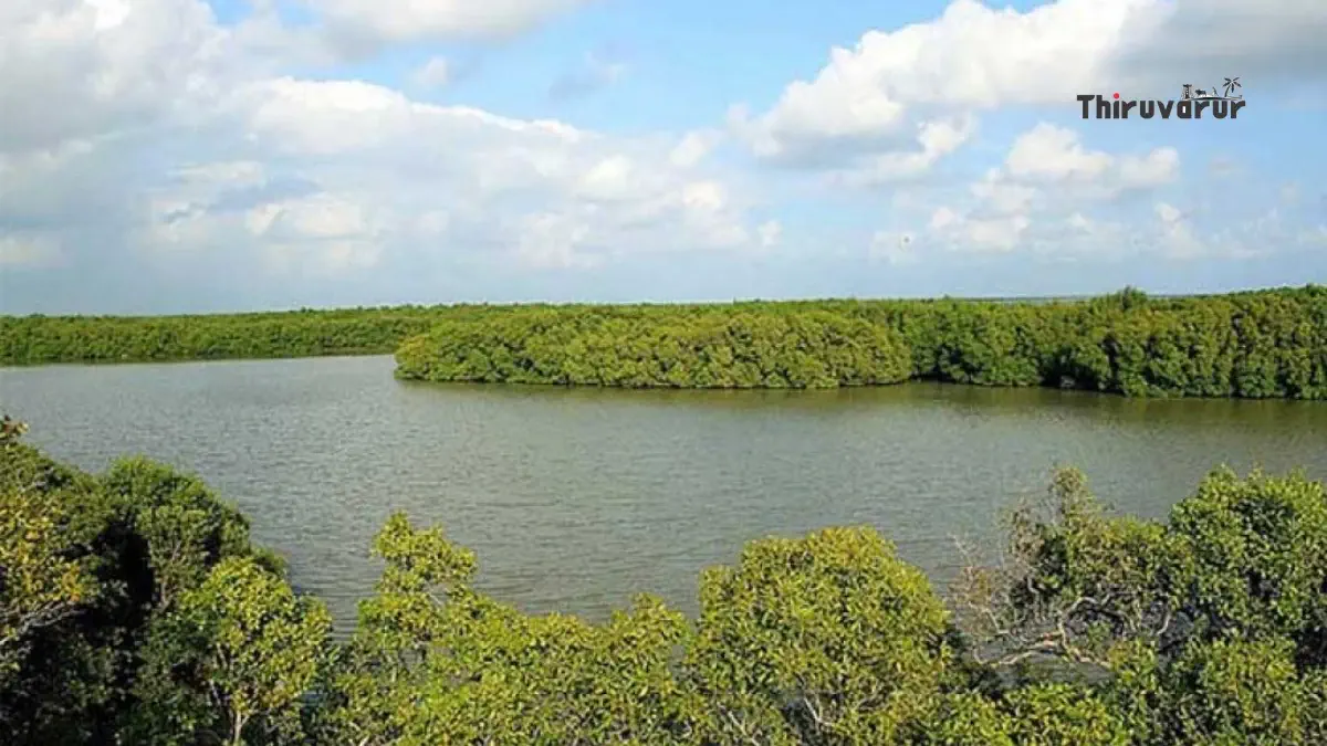 Muthuppet Alaiyathi Forest